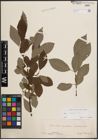 Foto von Salix caprea L.
